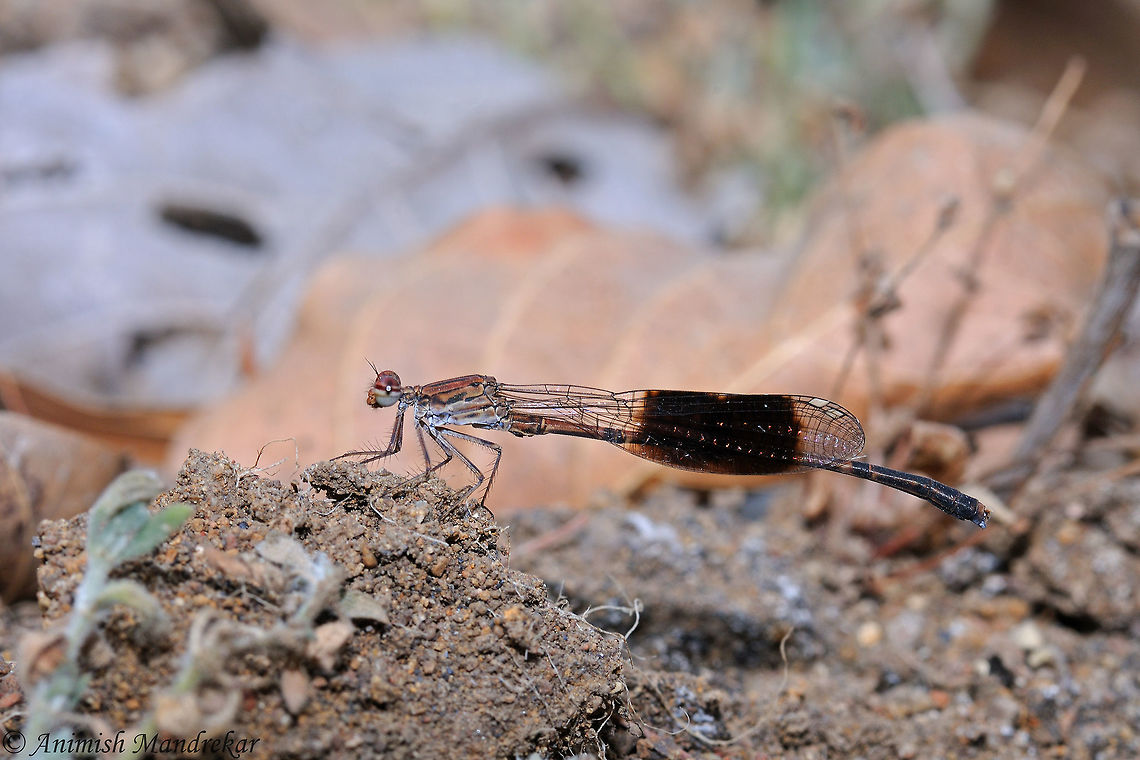 Black-winged Bambootail (Disparoneura quadrimaculata) Please refer to below link for identification:<br />
<br />
<a href="http://www.indianodonata.org/sp/316/Disparoneura-quadrimaculata" rel="nofollow">http://www.indianodonata.org/sp/316/Disparoneura-quadrimaculata</a> Black-winged bambootail,Disparoneura quadrimaculata,Geotagged,India,Spring