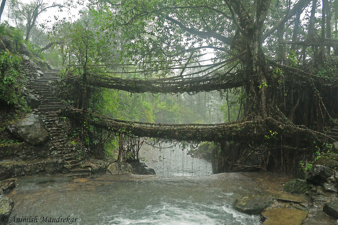 Double decker Living Root Bridge (Ficus elastica) Living root bridges are a form of tree shaping common in the southern part of the Northeast Indian state of Meghalaya. They are handmade from the aerial roots of living banyan fig trees, such as Ficus elastica by the Khasi people and War Jaintia peoples of the mountainous terrain along the southern part of the Shillong Plateau.<br />
The pliable tree roots are made to grow through betel tree trunks which have been placed across rivers and streams until the figs' roots attach themselves to the other side. Sticks, stones, and other objects are used to stabilize the growing bridge. This process can take up to 15 years to complete. The useful lifespan of any given living root bridge is variable, but it is thought that, under ideal conditions, they can in principle last for many hundreds of years. As long as they grow, they are formed from healthy remains, they naturally self-renew and self-strengthen as their component roots grow thicker.<br />
The local Khasi people do not know when or how the tradition of living root bridges started. The earliest written record of Cherrapunji's living root bridges is by Lieutenant H Yule, who expressed astonishment about them in the 1844 Journal of the Asiatic Society of Bengal.<br />
 Ficus elastica,Geotagged,India,Rubber fig,Spring
