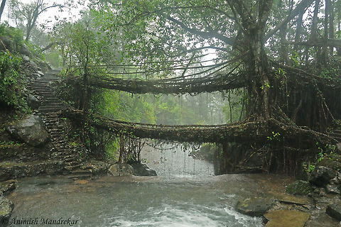 Double decker Living Root Bridge (Ficus elastica) Living root bridges are a form of tree shaping common in the southern part of the Northeast Indian state of Meghalaya. They are handmade from the aerial roots of living banyan fig trees, such as Ficus elastica by the Khasi people and War Jaintia peoples of the mountainous terrain along the southern part of the Shillong Plateau.
The pliable tree roots are made to grow through betel tree trunks which have been placed across rivers and streams until the figs' roots attach themselves to the other side. Sticks, stones, and other objects are used to stabilize the growing bridge. This process can take up to 15 years to complete. The useful lifespan of any given living root bridge is variable, but it is thought that, under ideal conditions, they can in principle last for many hundreds of years. As long as they grow, they are formed from healthy remains, they naturally self-renew and self-strengthen as their component roots grow thicker.
The local Khasi people do not know when or how the tradition of living root bridges started. The earliest written record of Cherrapunji's living root bridges is by Lieutenant H Yule, who expressed astonishment about them in the 1844 Journal of the Asiatic Society of Bengal.
 Ficus elastica,Geotagged,India,Rubber fig,Spring