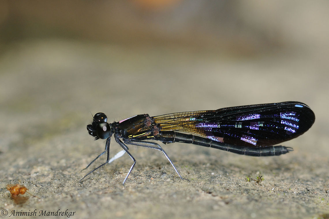 Peacock Jewel (Rhinocypha fenestrella)  Geotagged,India,Peacock Jewel,Rhinocypha fenestrella,Spring