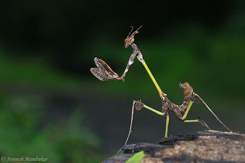 Gongylus gongylodes  Geotagged,Gongylus gongylodes,India,Summer