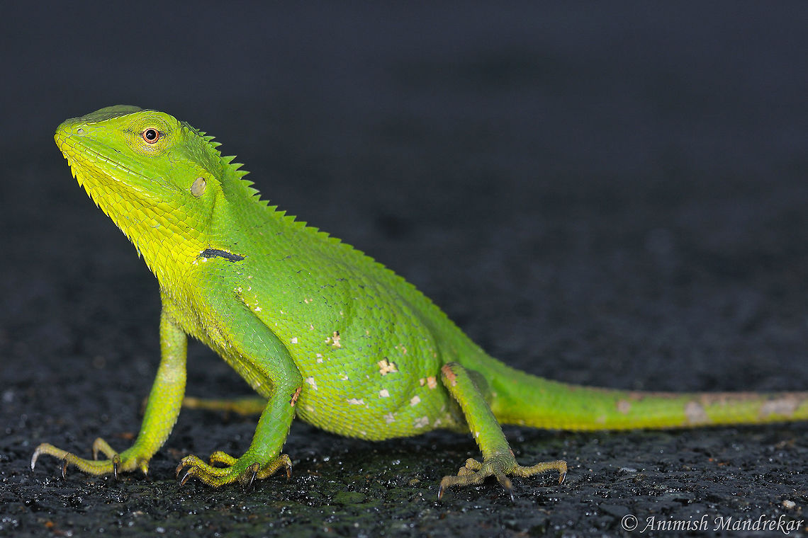 Jerdon's Forest Lizard (Calotes jerdoni)  Calotes jerdoni,Geotagged,India,Spring