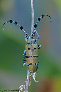 Thysia wallichii  Geotagged,India,Spring,Thysia wallichii