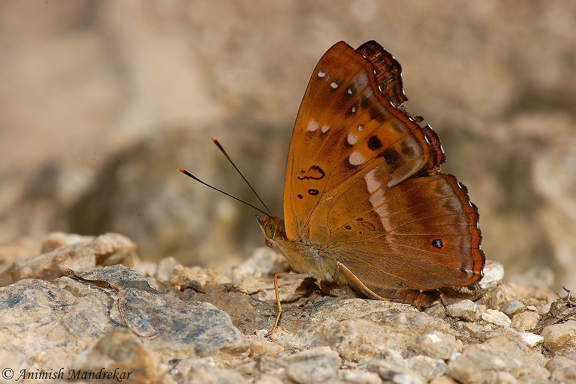 Brown Prince (Rohana parvata) For identification use below link:<br />
<a href="http://www.ifoundbutterflies.org/#!/sp/860/Rohana-parvata" rel="nofollow">http://www.ifoundbutterflies.org/#!/sp/860/Rohana-parvata</a> Brown Prince,Geotagged,India,Rohana parvata