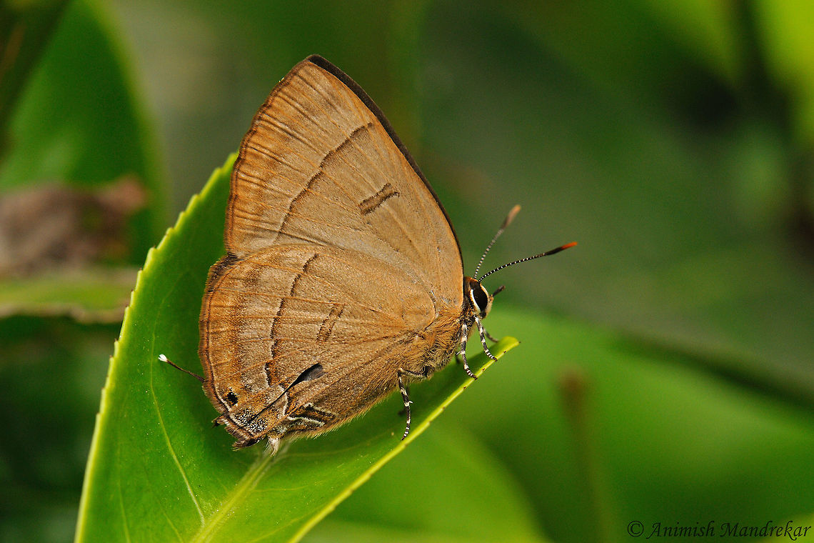 Copper Flash (Rapala pheretima)  Copper Flash,Geotagged,India,Rapala pheretima,Spring