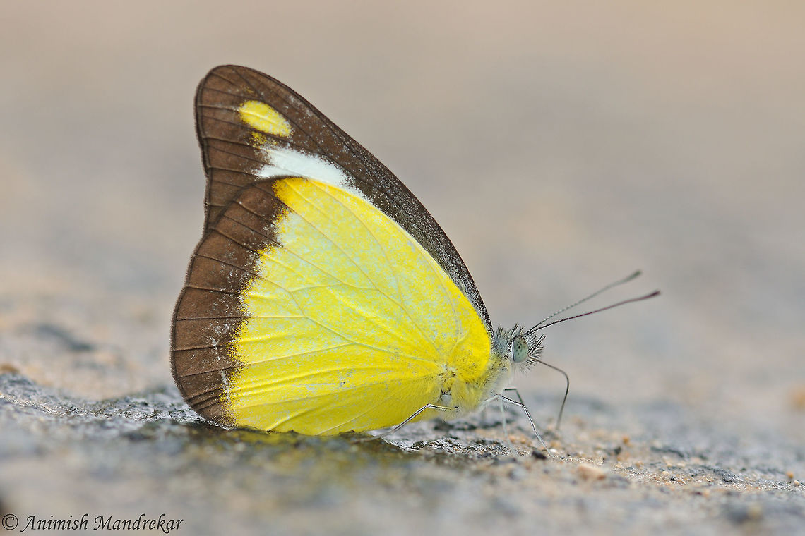 Chocolate Albatross (Appias lyncida)  Appias lyncida,Chocolate Albatross,Geotagged,India,Spring