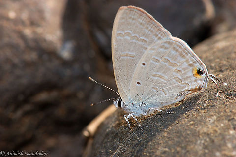 Forget-me-not (Catochrysops strabo)  Catochrysops strabo,Forget-me-not,Geotagged,India