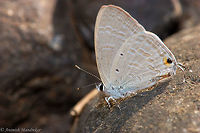 Forget-me-not (Catochrysops strabo)  Catochrysops strabo,Forget-me-not,Geotagged,India