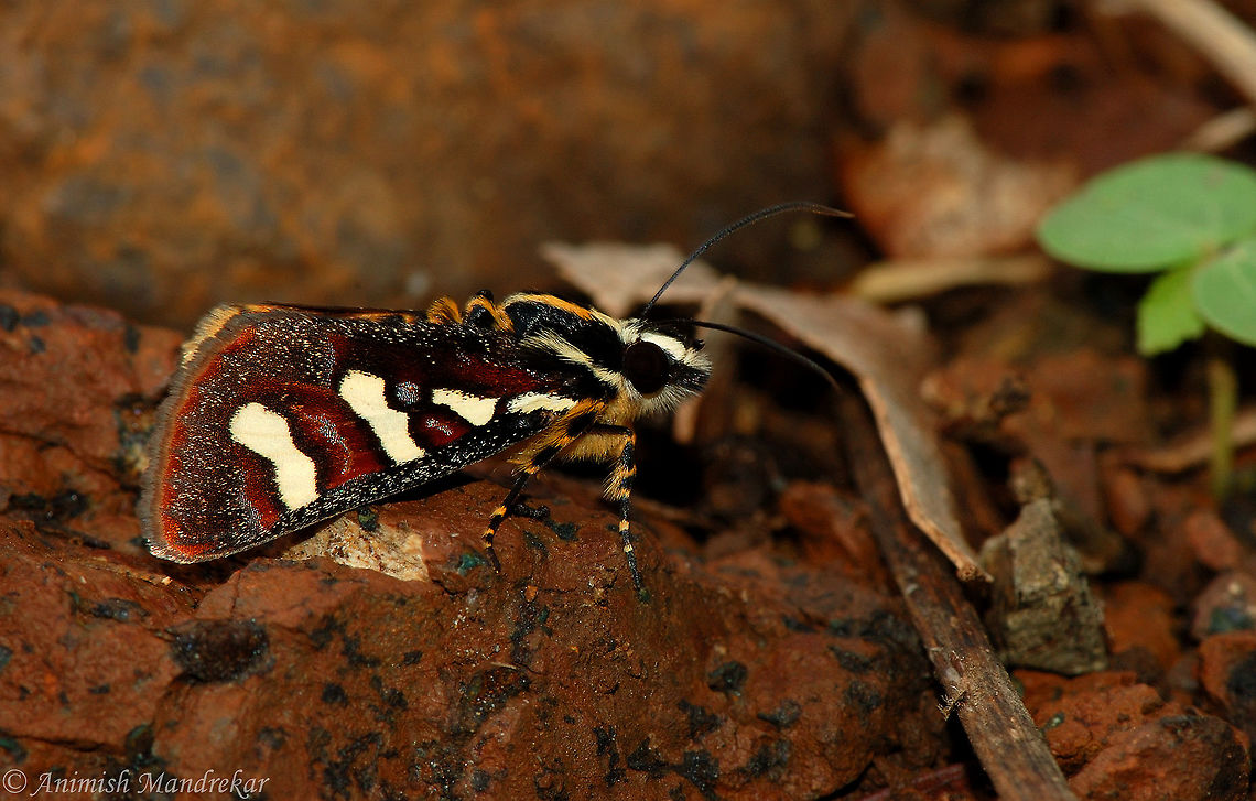 Mimeusemia peshwa  Geotagged,India,Mimeusemia peshwa,Moth Week 2018