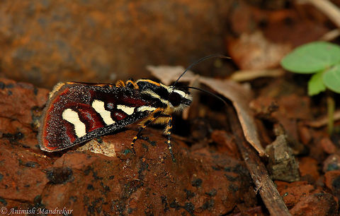 Mimeusemia peshwa  Geotagged,India,Mimeusemia peshwa,Moth Week 2018