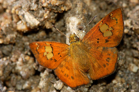 Fulvous Pied Flat (Pseudocoladenia dan)  Fulvous Pied Flat,Geotagged,India,Pseudocoladenia dan