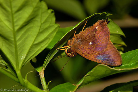 Common Awl (Hasora badra)  Common Awl,Geotagged,Hasora badra,India