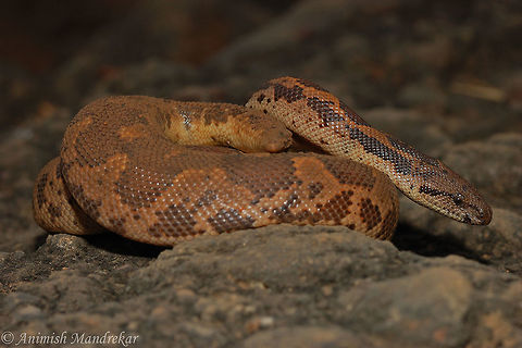 Red Sand Boa (Eryx johnii)  Eryx johnii,Geotagged,India,Winter