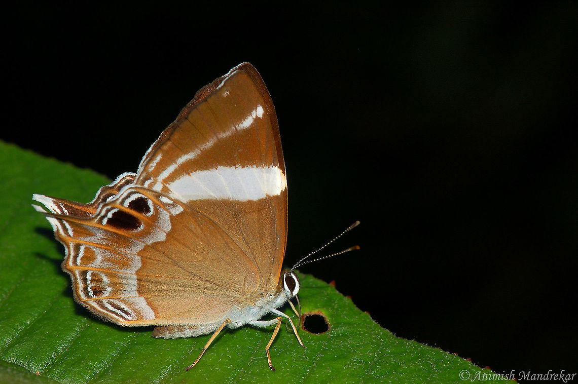 Spot Judy (Abisara chela)  Abisara chela,Geotagged,India,Spot Judy