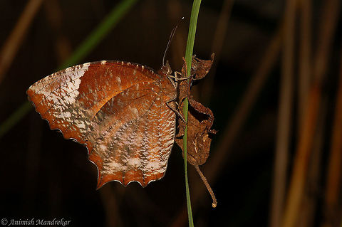 Tailed Palmfly (Elymnias caudata) For identification please refer to below link:

http://www.ifoundbutterflies.org/#!/sp/623/Elymnias-caudata Elymnias caudata,Geotagged,India,Tailed palmfly