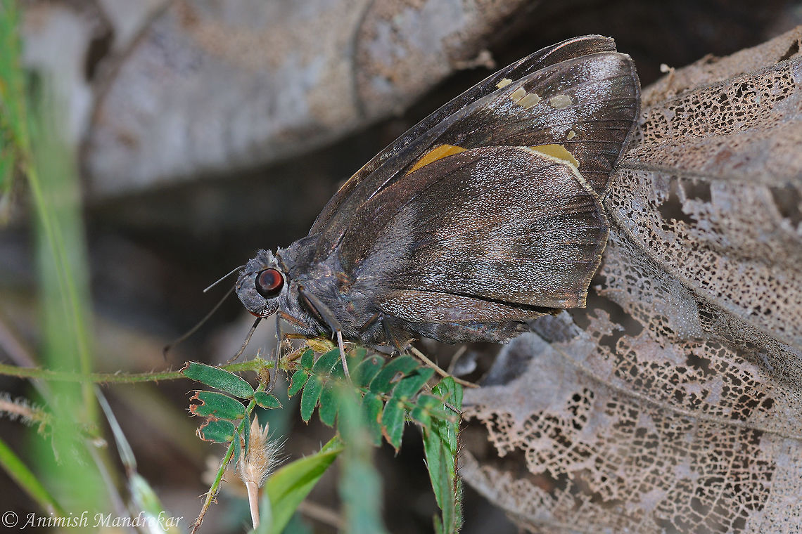 Giant Redeye (Gangara thyrsis)  Gangara thyrsis,Geotagged,Giant Redeye,India,Winter