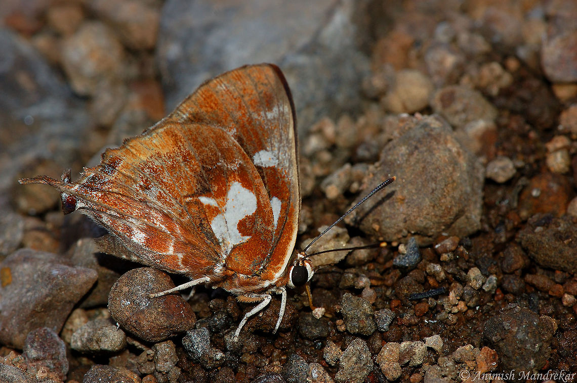Silverstreak Blue (Iraota timoleon)  Geotagged,India,Iraota timoleon,Silverstreak Blue