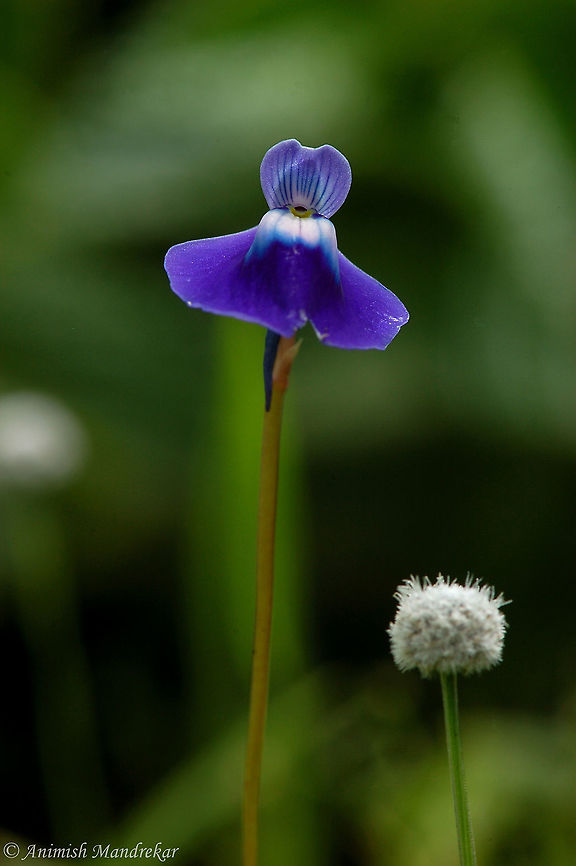Utricularia purpurascens  Geotagged,India,Utricularia purpurascens