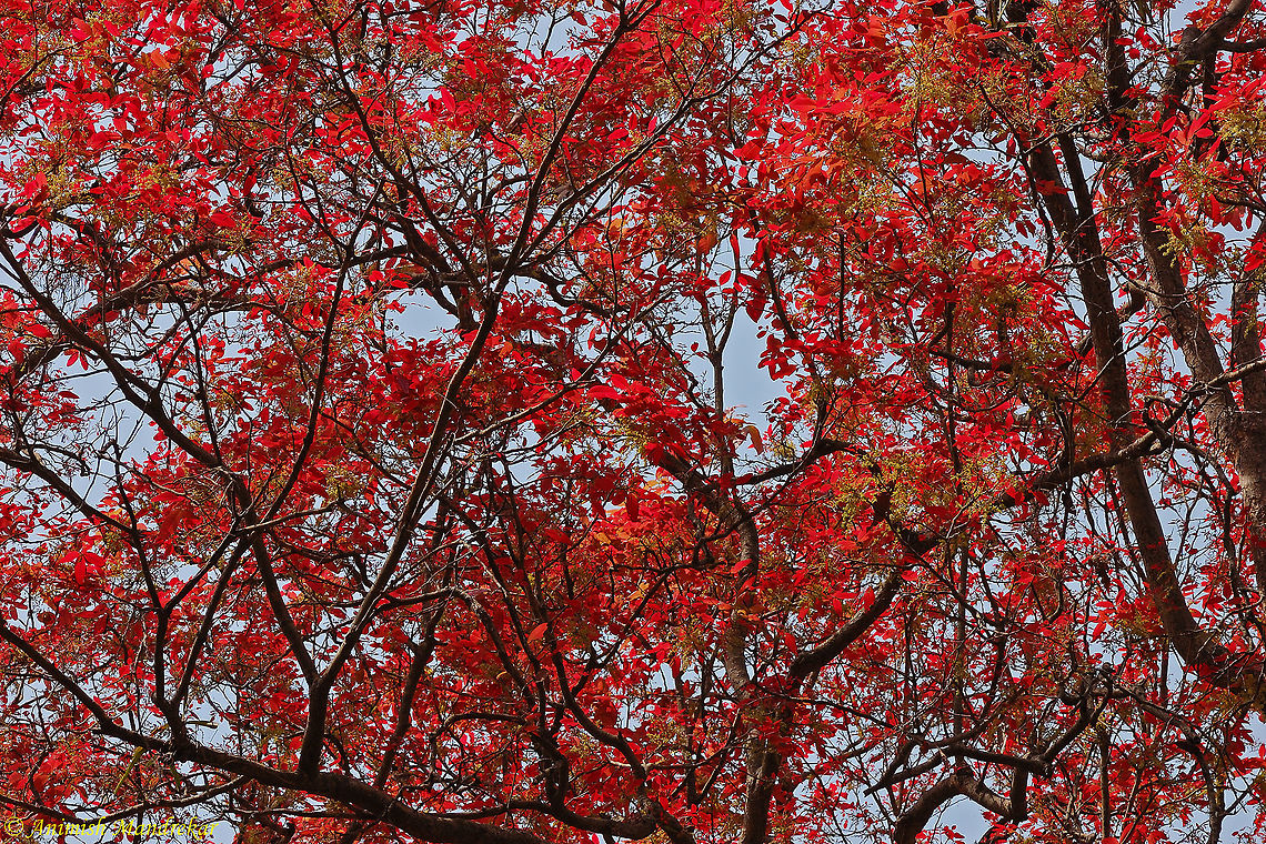 Schleichera oleosa Young leaves of Schleichera oleosa are full of Tannin and is a beautiful sight.   Geotagged,India,Schleichera,Schleichera oleosa,Winter