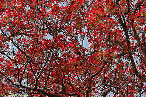 Schleichera oleosa Young leaves of Schleichera oleosa are full of Tannin and is a beautiful sight.   Geotagged,India,Schleichera,Schleichera oleosa,Winter