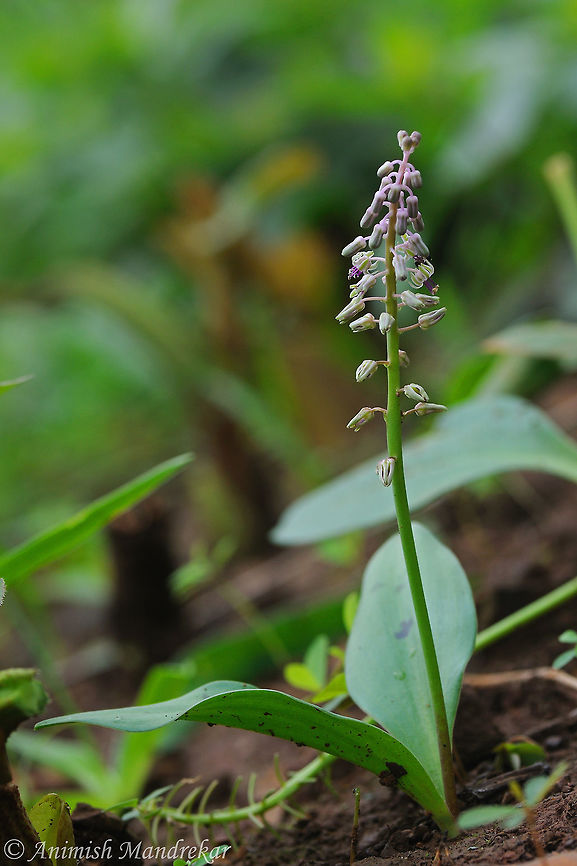 South Indian Squill (Scilla hyacinthina)  Geotagged,India,Ledebouria revoluta,Spring