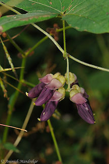 Mucuna pruriens  Fall,Geotagged,India,Mucuna pruriens