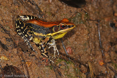 Fungoid Frog (Hylarana malabarica)  Fungoid frog,Geotagged,Hylarana malabarica,India,Summer