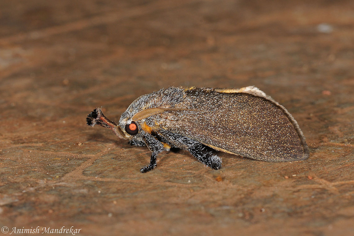 Scopelodes venosa This Moth belongs to the Genus Scopelodes, Family Limacodidae (Slug Moths). The tufts of the labial palp are black at apex. Geotagged,India,Scopelodes venosa,Summer