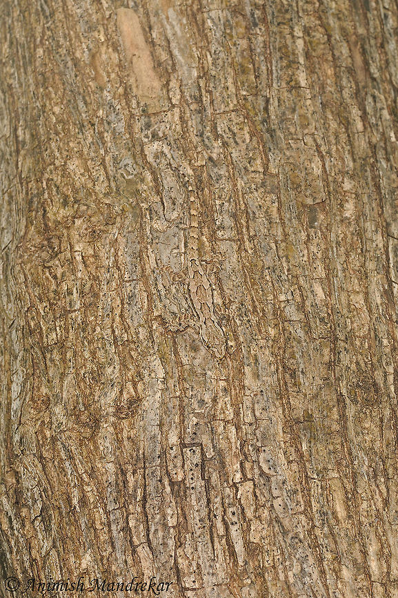 Indian Bark Gecko (Hemidactylus leschenaultii) Master of camouflage. It blended so nicely with the bark that it was difficult to spot after some movement. Geotagged,Hemidactylus leschenaultii,India,Leschenaults leaf-toed gecko,Summer