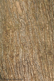 Indian Bark Gecko (Hemidactylus leschenaultii) Master of camouflage. It blended so nicely with the bark that it was difficult to spot after some movement. Geotagged,Hemidactylus leschenaultii,India,Leschenaults leaf-toed gecko,Summer