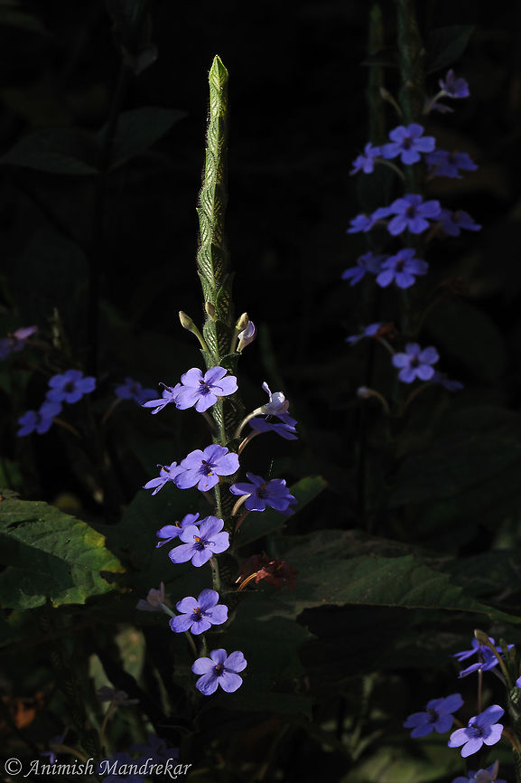 Blue/Rosy Eranthemum (Eranthemum roseum) Blue/Rosy Eranthemum is a perennial herb, commonly found on shady forests of the hills of Western Ghats. The flowers have a strong fragrance and fade to a rosy color. The plant has tuberous roots &amp; grows to a ten in numbers. Fresh root juice is used for treating stomachache by tribals. Eranthemum roseum,Geotagged,India,Winter
