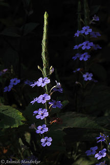 Blue/Rosy Eranthemum (Eranthemum roseum) Blue/Rosy Eranthemum is a perennial herb, commonly found on shady forests of the hills of Western Ghats. The flowers have a strong fragrance and fade to a rosy color. The plant has tuberous roots & grows to a ten in numbers. Fresh root juice is used for treating stomachache by tribals. Eranthemum roseum,Geotagged,India,Winter