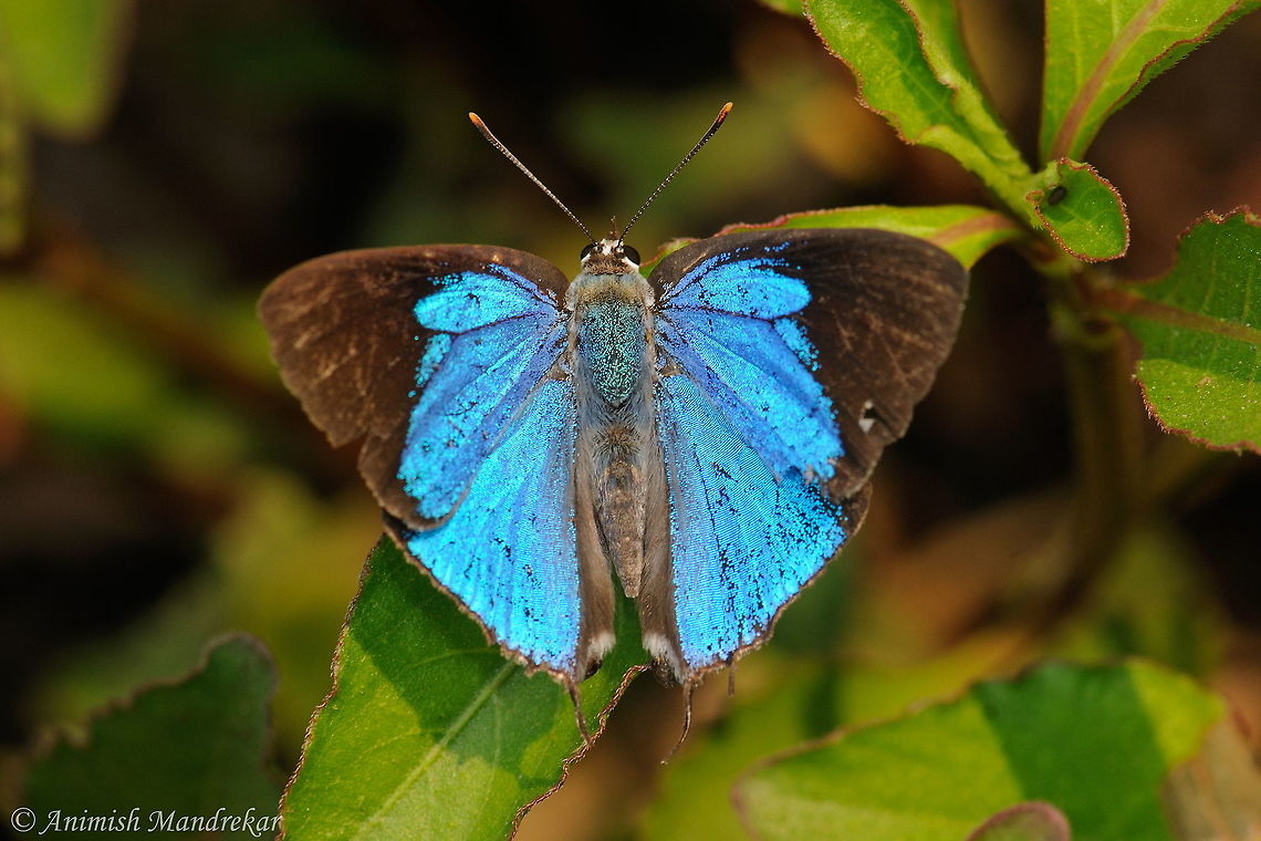 Peacock Royal (♂) Butterfly (Tajuria cippus) Shot at Sanjay Gandhi National Park, Mumbai, India<br />
www.ifoundbutterflies.org/sp/562/Tajuria-cippus Geotagged,India,Peacock royal,Tajuria cippus,Winter