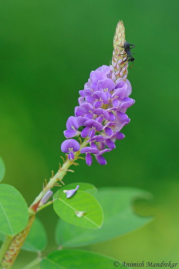 Asian Tick Trefoil (Desmodium heterocarpon) Bugs and Ants are the best friends of flowering beauties....<br />
Identification Details:<br />
Asian Tick Trefoil is a nearly erect subshrub usually 0.5-1.5 m tall. Stems usually many-branched, appressed pubescent in upper part. Leaves 1-3-foliolate, leaflets usually elliptic, terminal one 2.5-6 cm long. Flowers numerous in racemose inflorescences 5-10 cm long. Flowers pink to purplish red, pea like. Pods narrowly oblong, 4-8-jointed, 1-2.8 cm long, densely hooked pubescent,2.5-3 mm long, 2-3 mm wide. <br />
<a href="http://www.flowersofindia.net/risearch/search.php?query=Desmodium+heterocarpon&amp;stpos=0&amp;stype=AND" rel="nofollow">http://www.flowersofindia.net/risearch/search.php?query=Desmodium+heterocarpon&amp;stpos=0&amp;stype=AND</a> Desmodium heterocarpon,Fall,Geotagged,India