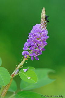 Asian Tick Trefoil (Desmodium heterocarpon) Bugs and Ants are the best friends of flowering beauties....
Identification Details:
Asian Tick Trefoil is a nearly erect subshrub usually 0.5-1.5 m tall. Stems usually many-branched, appressed pubescent in upper part. Leaves 1-3-foliolate, leaflets usually elliptic, terminal one 2.5-6 cm long. Flowers numerous in racemose inflorescences 5-10 cm long. Flowers pink to purplish red, pea like. Pods narrowly oblong, 4-8-jointed, 1-2.8 cm long, densely hooked pubescent,2.5-3 mm long, 2-3 mm wide. 
http://www.flowersofindia.net/risearch/search.php?query=Desmodium+heterocarpon&stpos=0&stype=AND Desmodium heterocarpon,Fall,Geotagged,India
