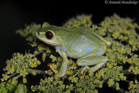 Beddome's Bush Frog (Raorchestes beddomii) Beddome's Bush Frog (Raorchestes beddomii) at Bison Vally Road in Munnar Kerala...God's Own Country Geotagged,India,Raorchestes beddomii,Summer