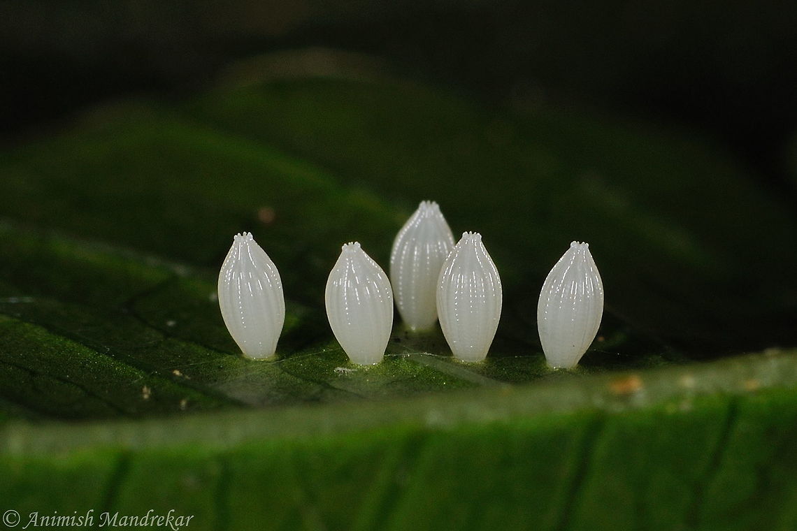 The Indian Wanderer Butterfly Eggs (Pareronia hippia) The Indian Wanderer Butterfly Eggs (Pareronia hippia) Fall,Geotagged,India,Indian wanderer,Pareronia hippia