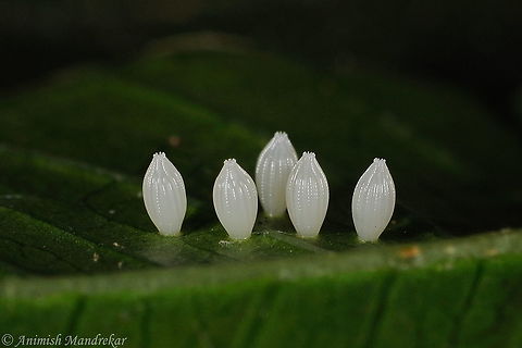 The Indian Wanderer Butterfly Eggs (Pareronia hippia) The Indian Wanderer Butterfly Eggs (Pareronia hippia) Fall,Geotagged,India,Indian wanderer,Pareronia hippia