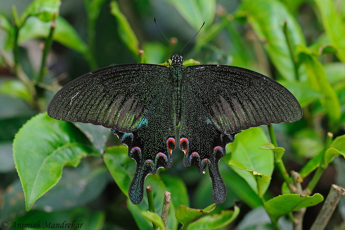 Common Peacock (Papilio polyctor) This species deserves a better name. Common peacock,Geotagged,India,Papilio polyctor,Spring