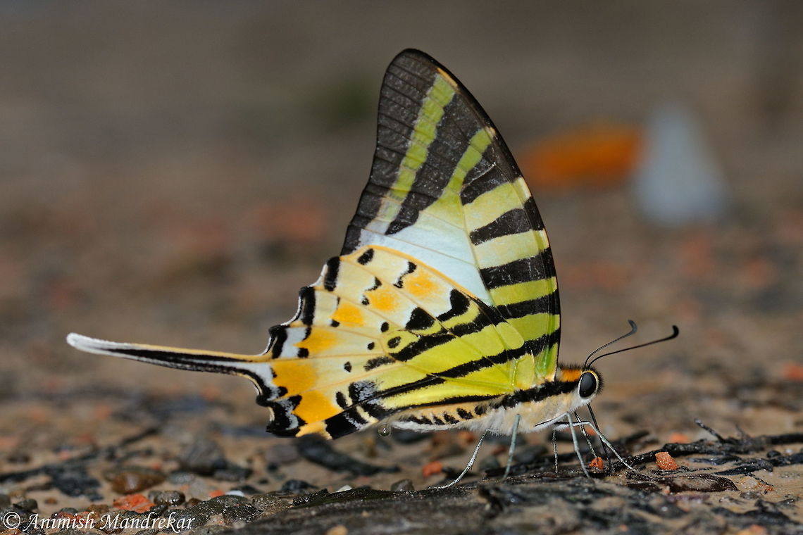 Fivebar Swordtail (Graphium antiphates) Check out the mud puddling Fivebar Swordtail. One can see excess fluid excreted.  Five-bar swordtail,Geotagged,Graphium antiphates,India,Spring