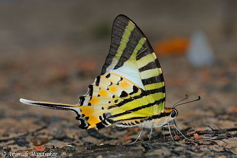 Fivebar Swordtail (Graphium antiphates) Check out the mud puddling Fivebar Swordtail. One can see excess fluid excreted.  Five-bar swordtail,Geotagged,Graphium antiphates,India,Spring