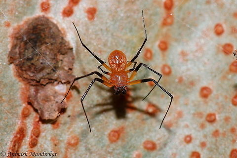 Ornamental Tree Trunk Spider ♂ (Herennia ornatissima) Ornamental Tree Trunk Spider: Male specimen Geotagged,Herennia multipuncta,India,Ornamental tree trunk spider