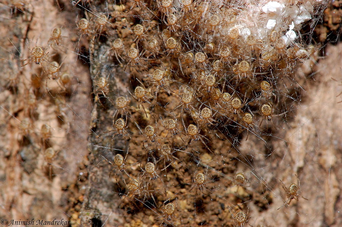 Ornamental Tree Trunk Spider (Herennia ornatissima) Ornamental Tree Trunk Spider (Herennia ornatissima): Spiderlings Geotagged,Herennia multipuncta,India,Ornamental tree trunk spider