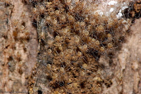 Ornamental Tree Trunk Spider (Herennia ornatissima) Ornamental Tree Trunk Spider (Herennia ornatissima): Spiderlings Geotagged,Herennia multipuncta,India,Ornamental tree trunk spider