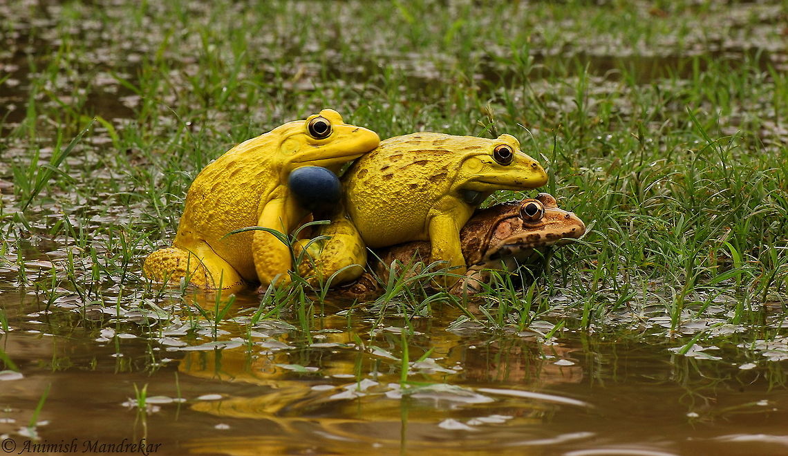 Indian Bull Frog (Hoplobatrachus tigerinus) Fierce competition for mate - Two Males fighting for one female Asian bullfrog,Geotagged,Hoplobatrachus tigerinus,India