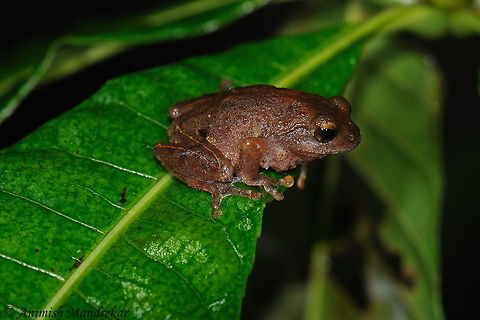 Shillong Bush Frog (Raorchestes shillongensis)  Geotagged,India,Raorchestes shillongensis,Spring
