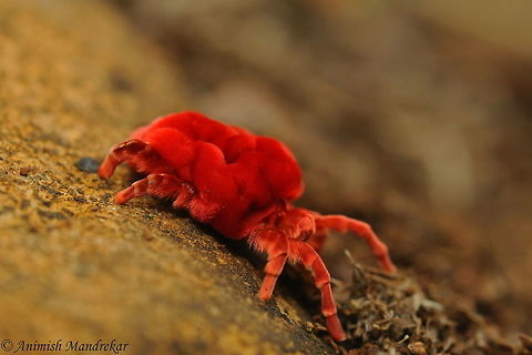 Red Velvet Mite (Trombidium grandissimum)  Geotagged,Giant Red Velvet Mite,India,Spring,Trombidium grandissimum