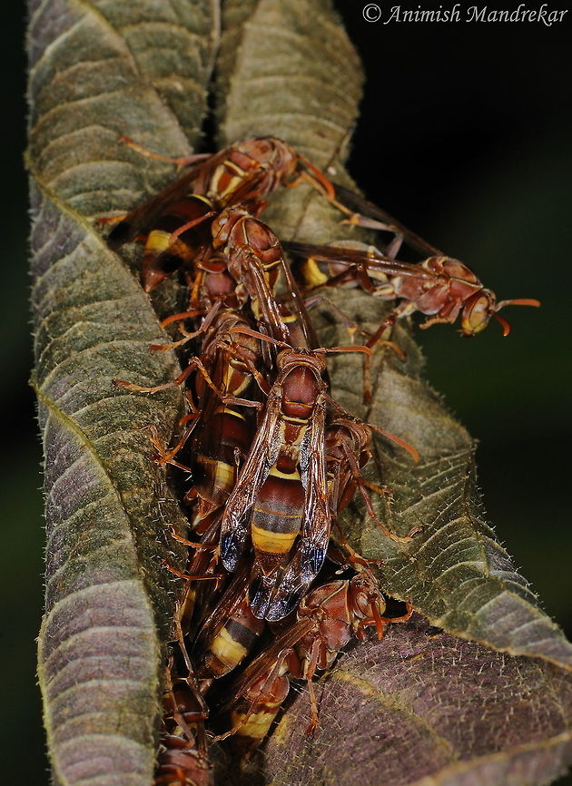 Tropical Paper Wasp (Polistes stigma)  Fall,Geotagged,India,Polistes stigma,Tropical paper wasp