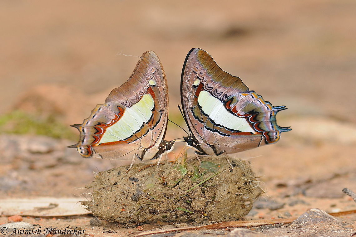 Common Nawab (Polyura athamas) Common Nawab (Polyura athamas) on Leopard scat (poop) Common nawab,Geotagged,India,Polyura athamas,Spring