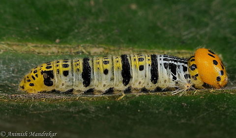 Pale Green Awlet (Bibasis gomata) Pale Green Awlet (Bibasis gomata) caterpillar Bibasis gomata,Geotagged,India,Pale green awlet,Spring